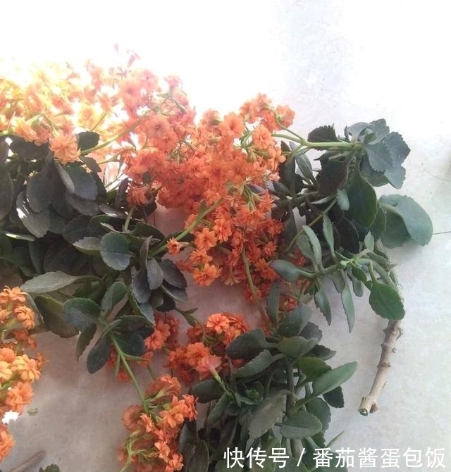 春天来临,这5种盆栽要修理一番了,剃成小光头,开花更顺利