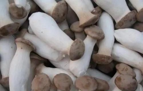 买杏鲍菇时，挑大的还是小的？蔬菜商贩说漏嘴，以后可别再瞎买！