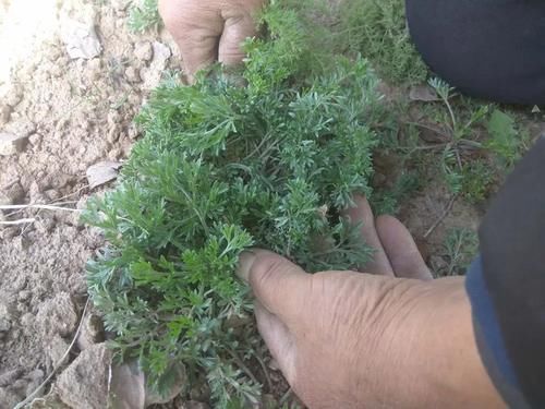 四大蒿草|农村可食用的“四大蒿草”，第一个能做青团，最后一个春天抢着摘