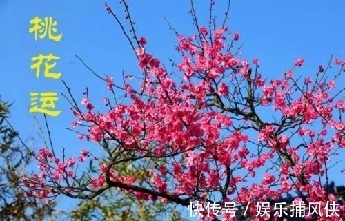 生肖兔|哪几个生肖，最容易犯“烂桃花”，如何“避”烂桃花呢？