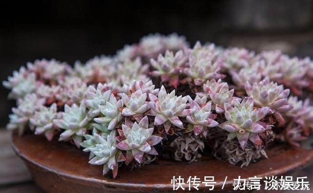 根系好的多肉,平时有这3种表现,及时培养快速长成老桩