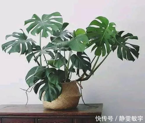 4种盆栽绿植,在家养一盆,空气清新,家里干干净净