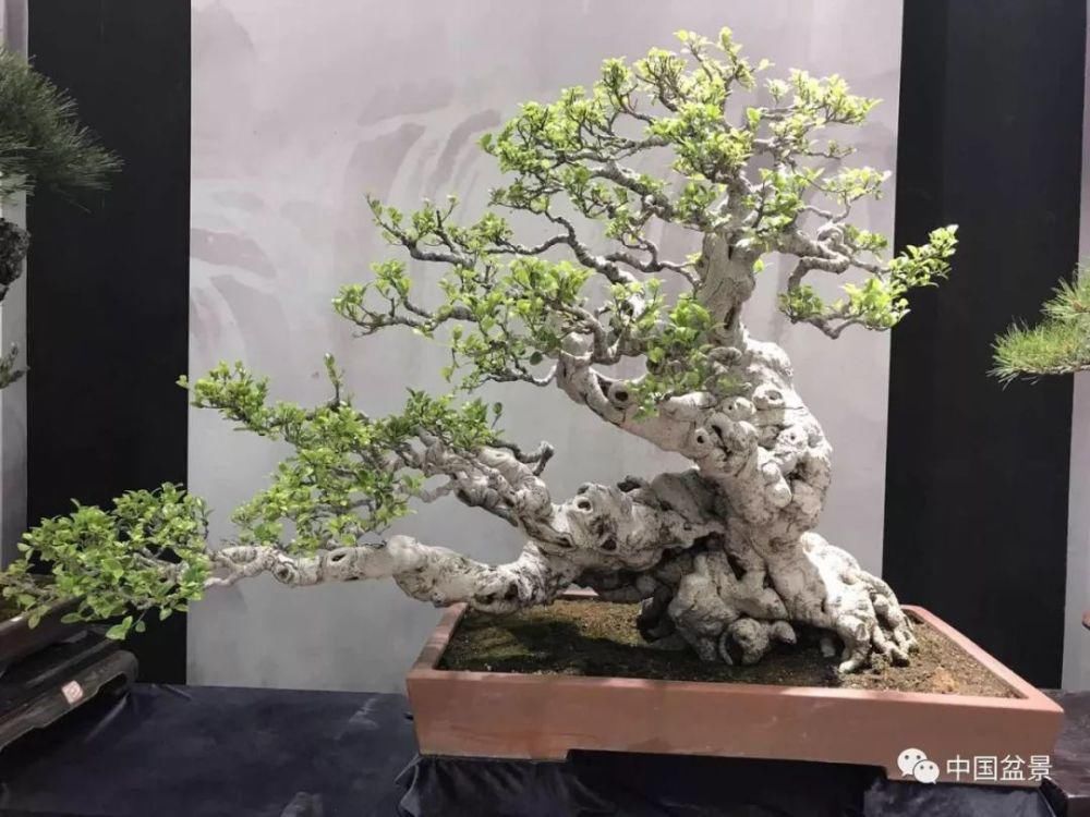 赏玩盆景，一定要是有德之人