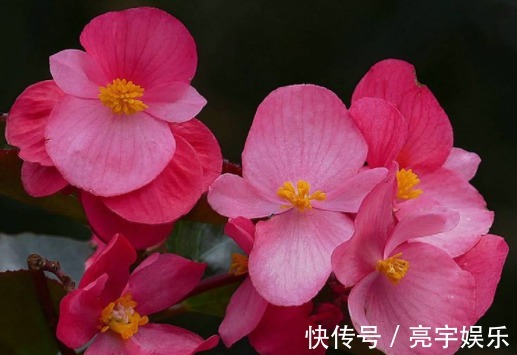 月季花|此款植物最耐寒，适合秋冬养殖，花艳易爆盆，开花一簇一簇，超美