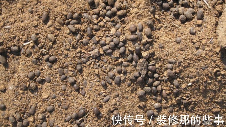 植物|发酵后的羊粪养花,干用和湿用效果不同,而很多人不懂