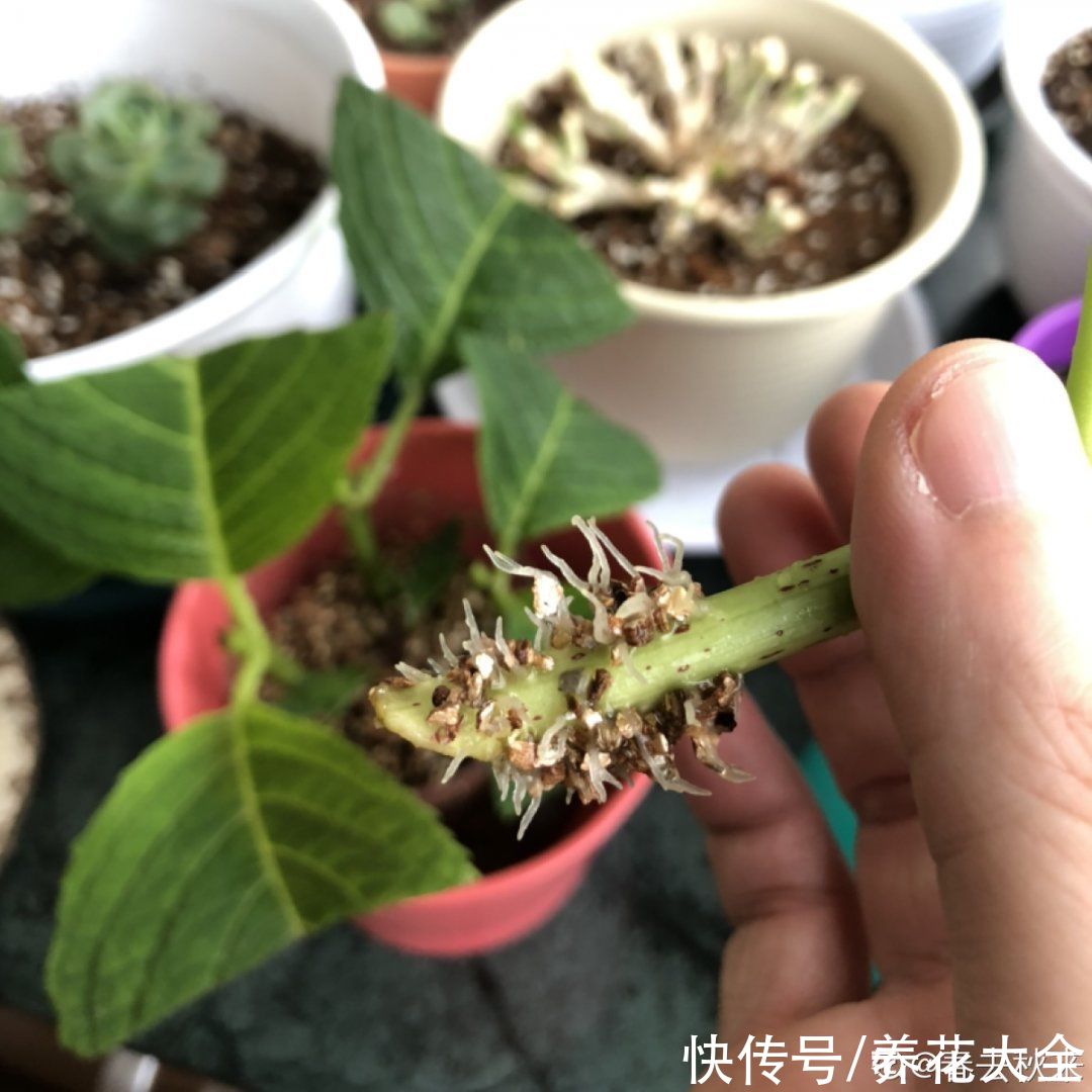 沙土|立秋后，7种花要扦插，满盆开花结果子