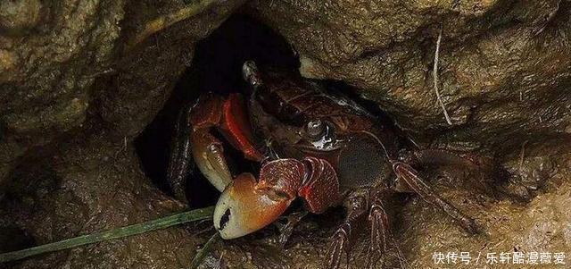 螃蜞|它曾被当成“害虫”,用来泡酒是美味,却很少有人养殖