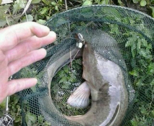 刺激|野钓鲶鱼,非常刺激,常用的垂钓方法有哪些呢