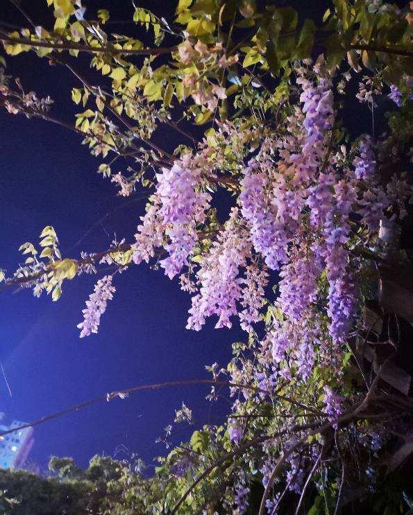 院子里种6种花,开春能开上千朵,院子变花园