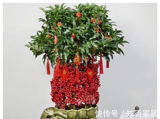 黄金万两|名字霸气,寓意好听的4种植物,比发财树要好,农村山上就有