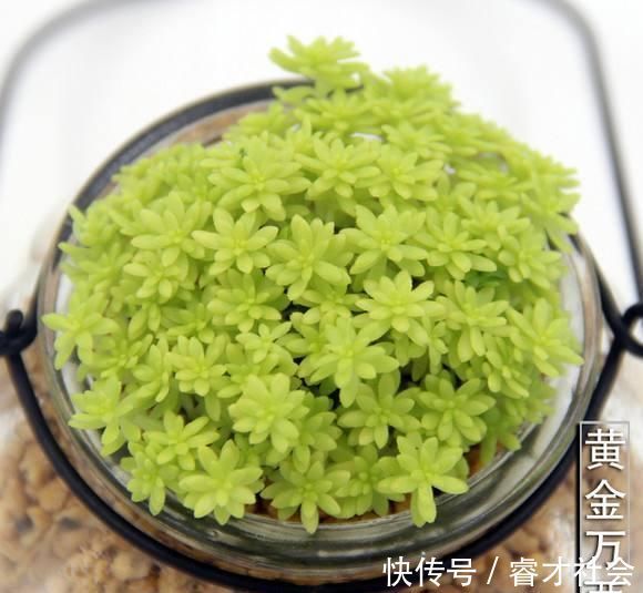 黄金万两|5种多肉刀枪不入,咋养咋活,扔花盆里长两月,都能溢出来