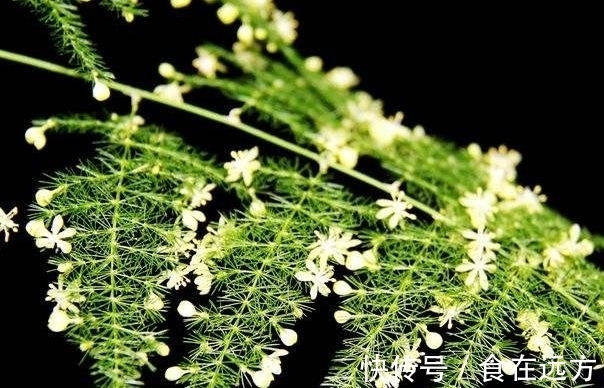 刚买的文竹,一个月后枝繁叶茂,价值翻了好几倍