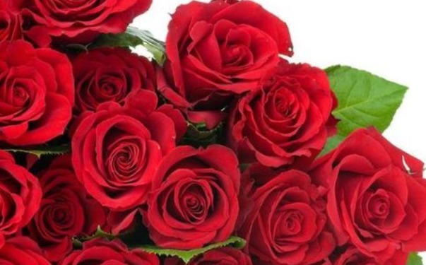 “高档玫瑰”探索者，花色红艳美丽，靓丽清香，堪称养花必备