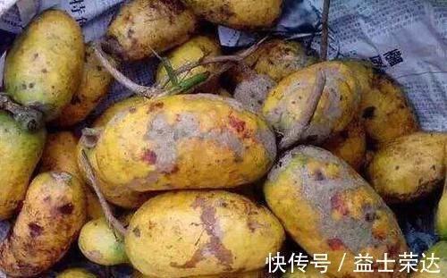 牛卵坨|农村这种野果,常吃能清热利尿补肾,如今一斤25成稀罕货