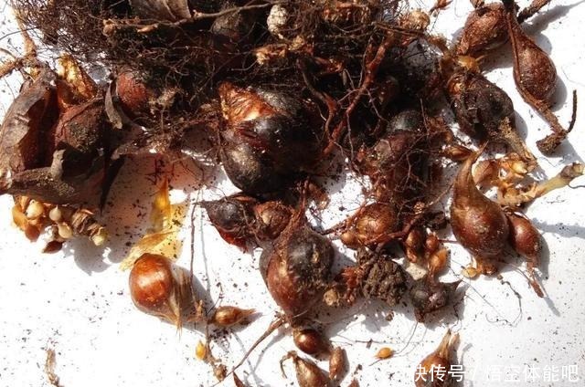 花一变这样，就是休眠了，赶紧换个地方养！花一变这样，就是休眠了，赶紧换个地方养！