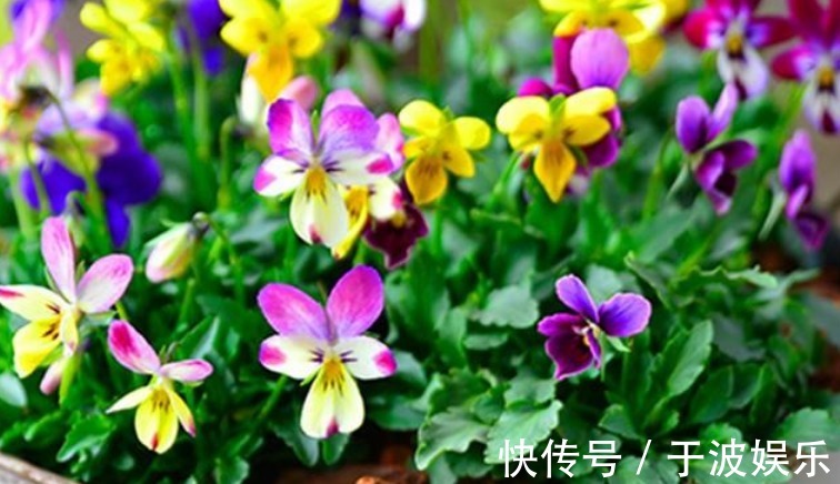 角堇|夏天养此款花卉,长势好、花色艳,雍容华贵,养护简单