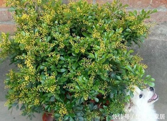 天热怕花草黄叶枯死夏养米兰、月季、茉莉,花开让你大饱眼福