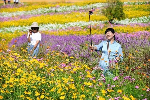 宜丰|江西宜丰：乡村花海引客来