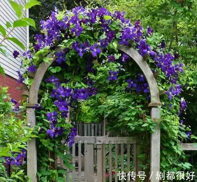 爬藤植物|花开一面墙,花落一路香,一棵爬藤植物的花海