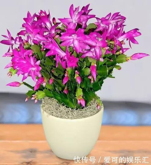 鸡蛋壳|家里的2种垃圾别丢了,用来养蟹爪兰,秋冬开花多更艳丽