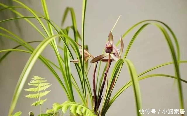 反而|养花确实很惬意,但不能随便放在卧室,这几种放在卧室反而不好