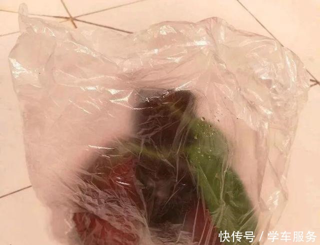 3种花,就得趁现在扦插,再晚就不生根了!3种花,就得趁现在扦插,再晚就不生根了!