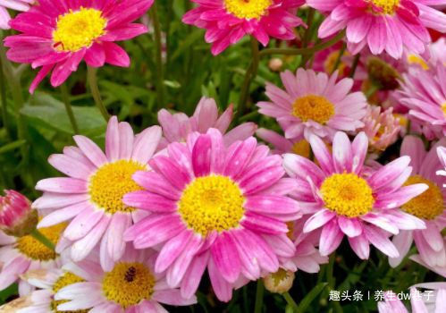 喜欢牡丹,不如养“高端玫瑰”永远的莫斯科,色泽鲜艳,妩媚娇羞