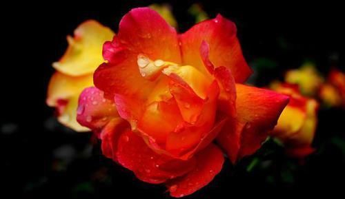  季疏蕾|想要月季花开的漂亮，就用此一招