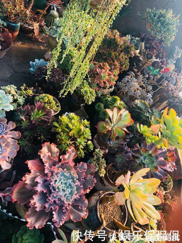 多肉圈|他痴迷养多肉,将500多盆多肉养出“高级感”,大家都夸美如仙境