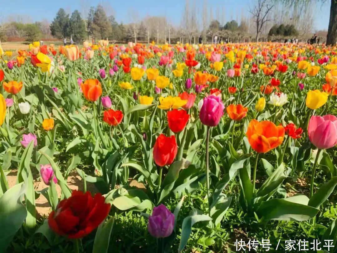 醉美花海！世界花后”正香飘京城，观赏面积超120000㎡！快去打卡