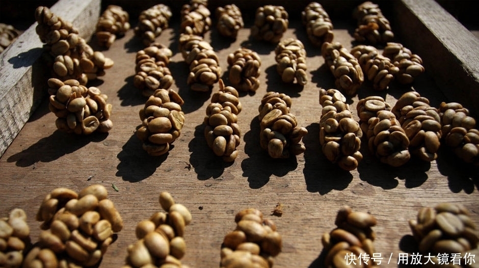 离谱|这些昂贵的动物粪便上餐桌,多数人消费不起,最离谱的让你不敢信