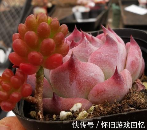 新根|多肉生理知识,多肉根的养护