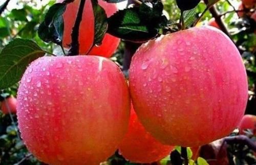 排毒|对人体极好的食物，坚持吃点，皮肤不老，排毒养肝，人体不生病