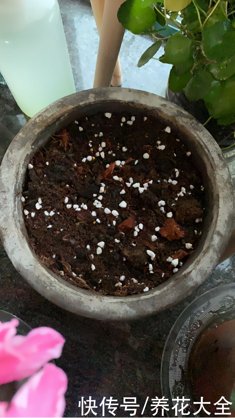 换下来的旧土别扔掉,拌上多菌灵灭菌,还能继续养花