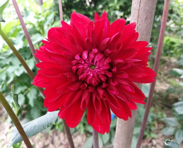 花朵|你见过比它们还红的花吗纯正的国旗红，艳丽夺目！