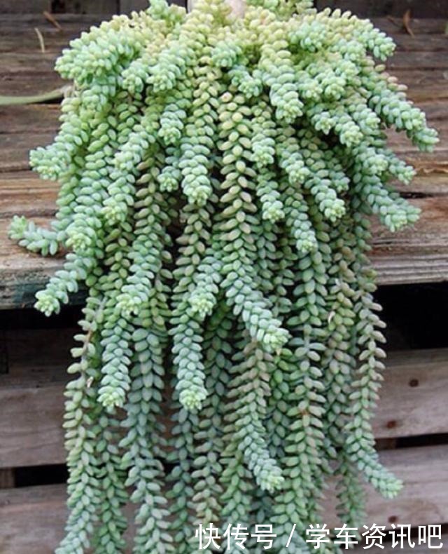 多肉度夏怎么浇水，放哪里养，教你“2招”，顺利度夏，又肥又美！