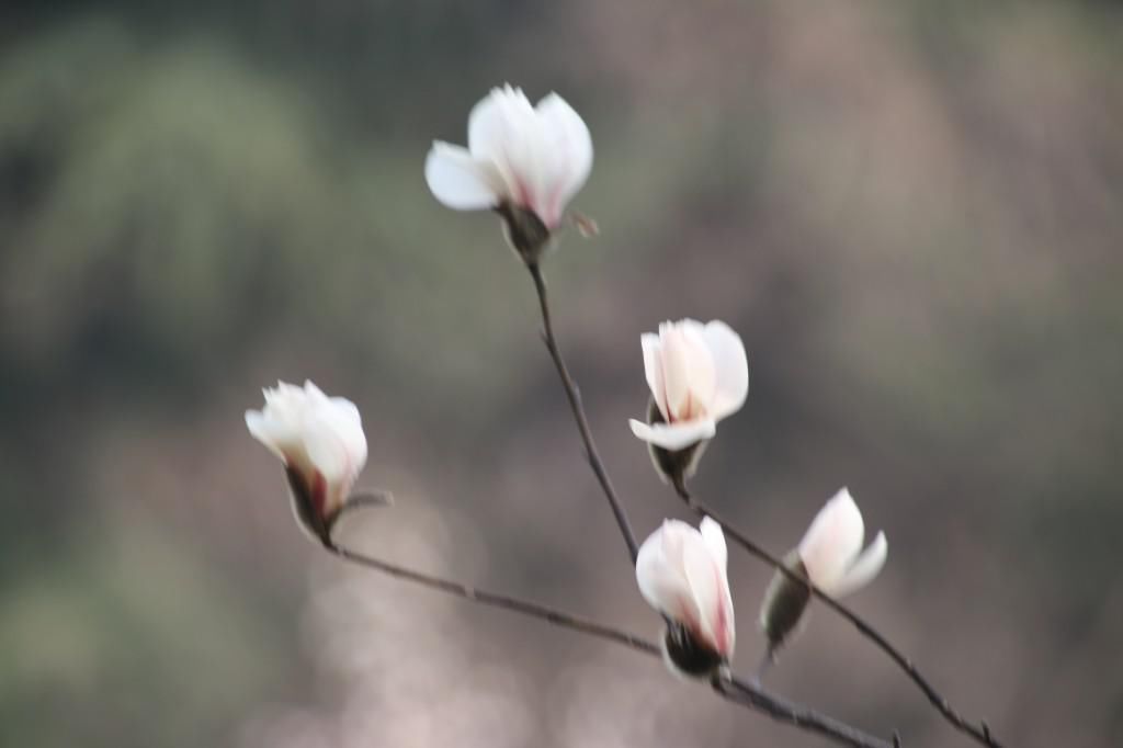 老年|南京连日春暖 雨花台宝华玉兰绽放