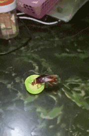 |搞笑GIF:太软了 妹子这腿是假的吧