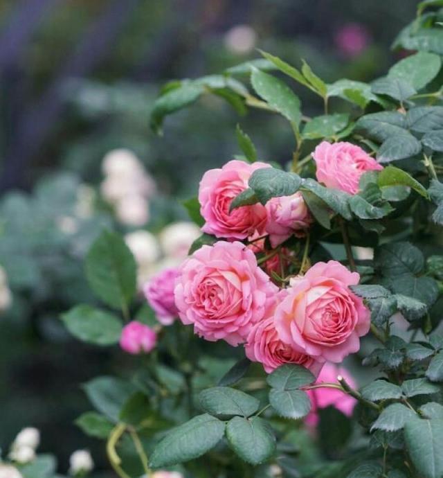 月季修剪藤本月季修剪,灌木月季修剪,微月修剪,这里讲透了