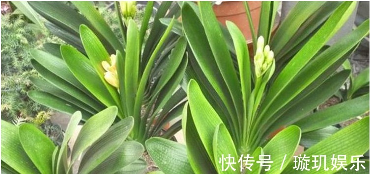 要想养好君子兰,用以下3招屡试不爽,君子兰猛开花!