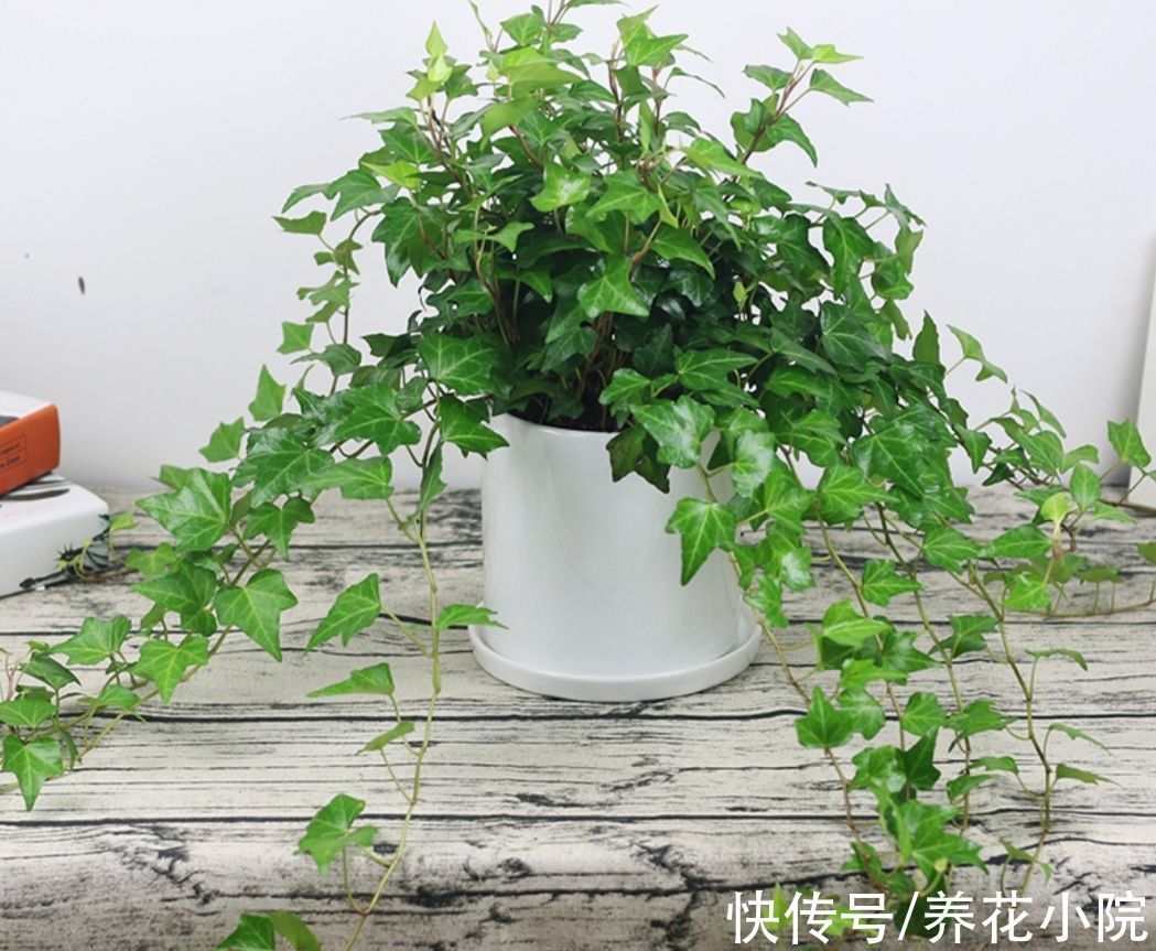 开花类|家里阳光少,可养8种喜阴的植物,好养又漂亮