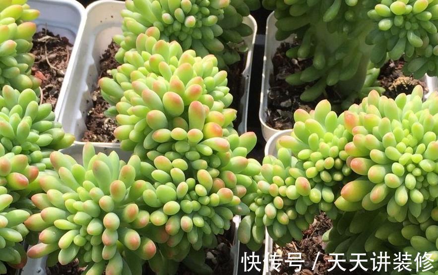 土壤|盆栽养殖多肉,天热更该旱养,不然烂根问题多