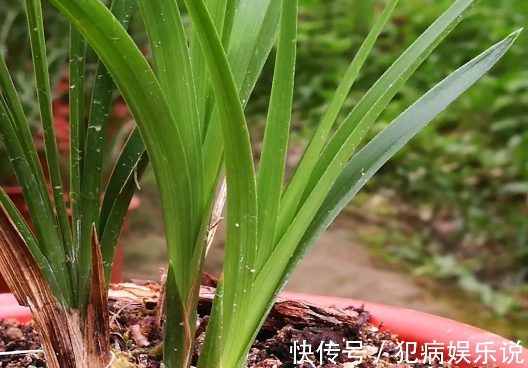 兰花|兰花僵苗怎么办?最怕这种错误判断,兰友:难怪一直不开花