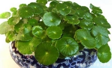 爆盆|盆栽铜钱草怎么爆盆?注意着三点,让铜钱草快速爆盆