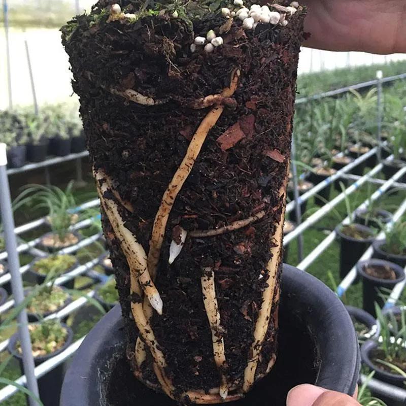 有这“6种坏习惯”,是养不好花的,快来看看你有没有