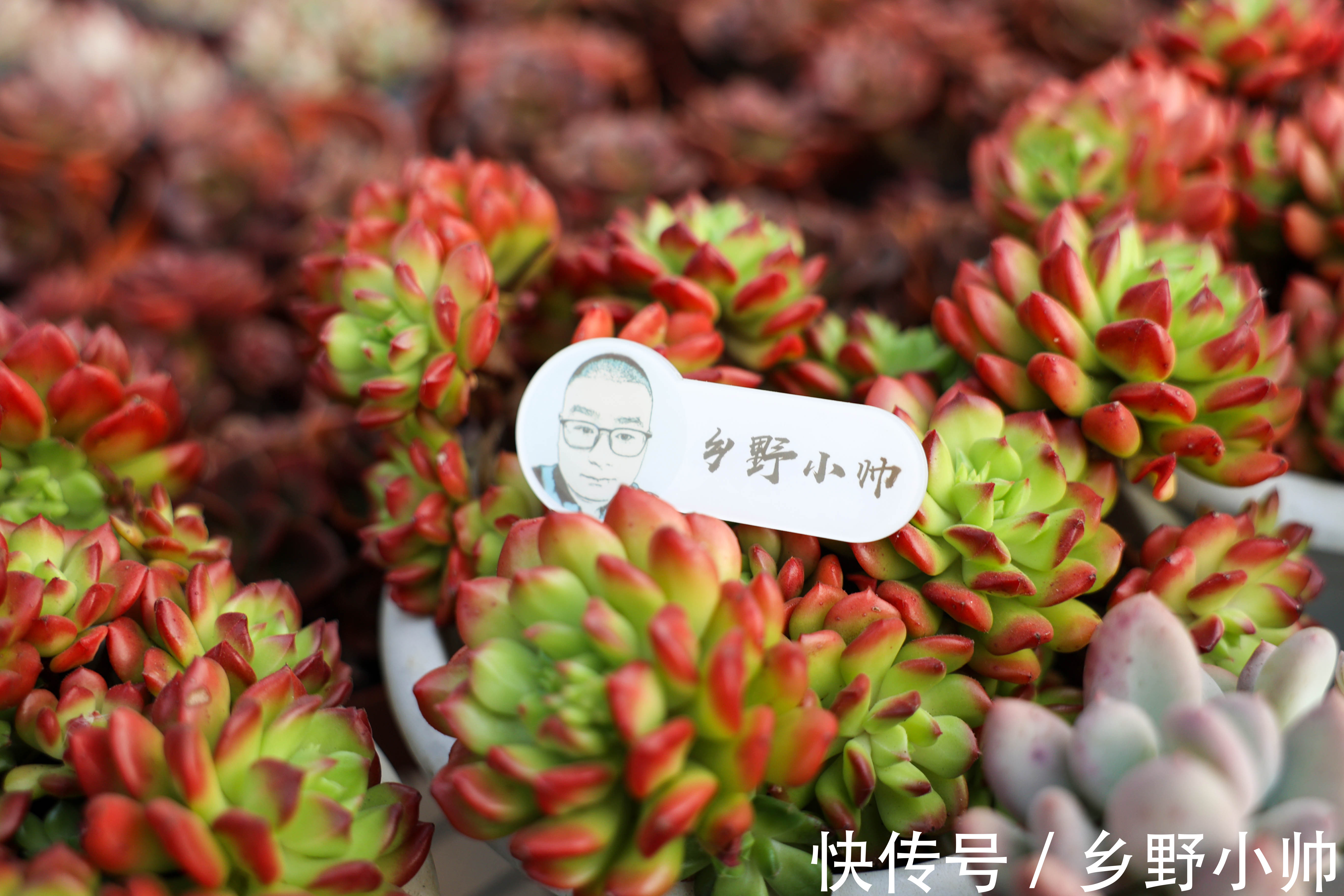 绮罗|全状态不输蒂亚,皮实好养,适合新手的小灯笼多肉,你养了吗?