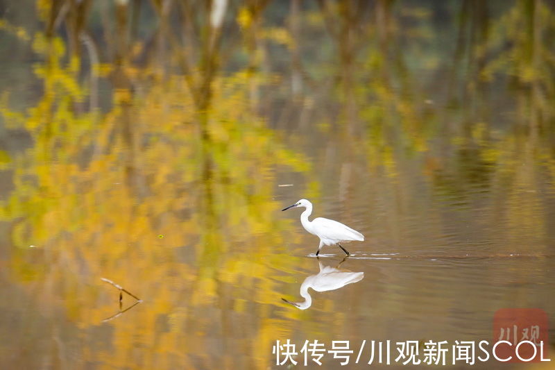 黄刚|睛彩雅安?︱一眼就“沦陷”！雨城大兴这片银杏“率先”黄了