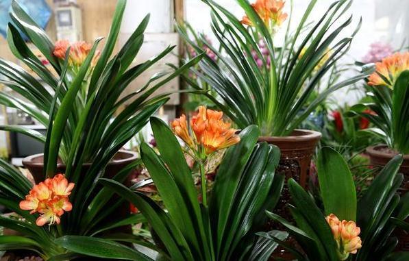 如何养殖君子兰，侧芽蹭蹭往外冒施肥用它们，盆栽新芽窜不停