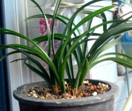 “红砖”养花有这3大效果,在兰花盆底铺上一层,养一盆旺一盆!