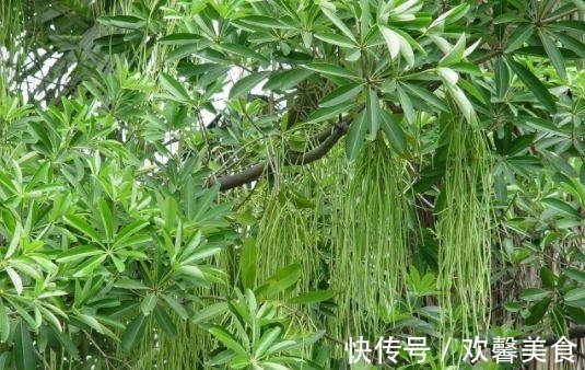 真面条|此树是天然“面条”,成熟后直接煮,比真面条都好吃